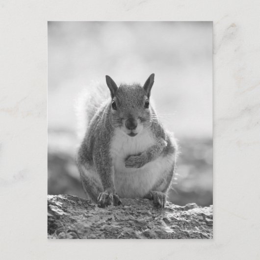 Grey Squirrel - Bute Park, Cardiff, Wales, VK Briefkaart (Voorkant)
