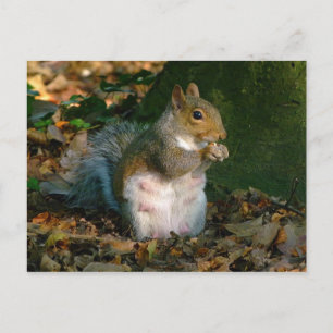 Grey Squirrel - Bute Park, Cardiff, Wales, VK Briefkaart