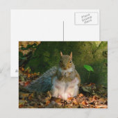 Grey Squirrel - Bute Park, Cardiff, Wales, VK Briefkaart (Voorkant / Achterkant)