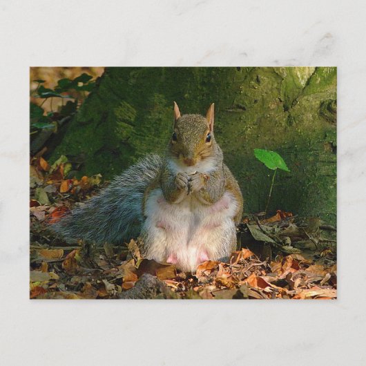 Grey Squirrel - Bute Park, Cardiff, Wales, VK Briefkaart (Voorkant)