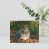Grey Squirrel - Bute Park, Cardiff, Wales, VK Briefkaart (Staand voorkant)