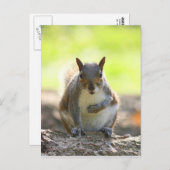 Grey Squirrel - Bute Park, Cardiff, Wales, VK Briefkaart (Voorkant / Achterkant)