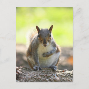 Grey Squirrel - Bute Park, Cardiff, Wales, VK Briefkaart