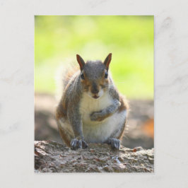 Grey Squirrel - Bute Park, Cardiff, Wales, VK Briefkaart