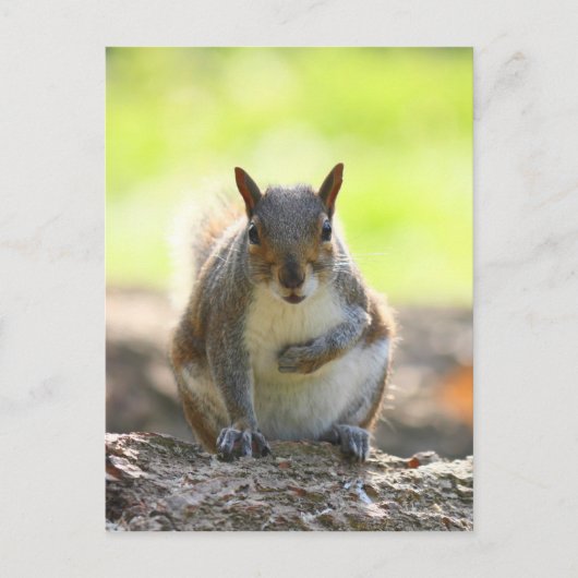 Grey Squirrel - Bute Park, Cardiff, Wales, VK Briefkaart (Voorkant)