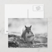 Grey Squirrel - Bute Park, Cardiff, Wales, VK Briefkaart (Voorkant / Achterkant)