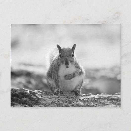 Grey Squirrel - Bute Park, Cardiff, Wales, VK Briefkaart (Voorkant)