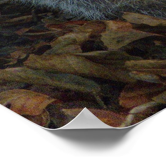 Grey Squirrel - Bute Park, Cardiff, Wales, VK Poster (Hoek)