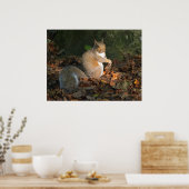 Grey Squirrel - Bute Park, Cardiff, Wales, VK Poster (Keuken)