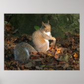 Grey Squirrel - Bute Park, Cardiff, Wales, VK Poster (Voorkant)