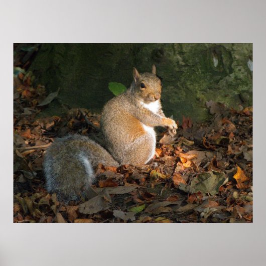 Grey Squirrel - Bute Park, Cardiff, Wales, VK Poster (Voorkant)
