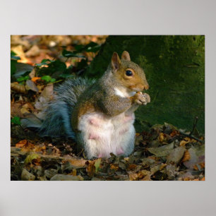 Grey Squirrel - Bute Park, Cardiff, Wales, VK Poster