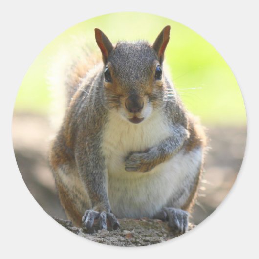 Grey Squirrel - Bute Park, Cardiff, Wales, VK Ronde Sticker (Voorkant)