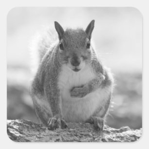 Grey Squirrel - Bute Park, Cardiff, Wales, VK Vierkante Sticker