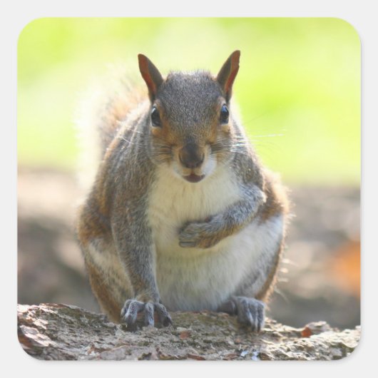 Grey Squirrel - Bute Park, Cardiff, Wales, VK Vierkante Sticker (Voorkant)