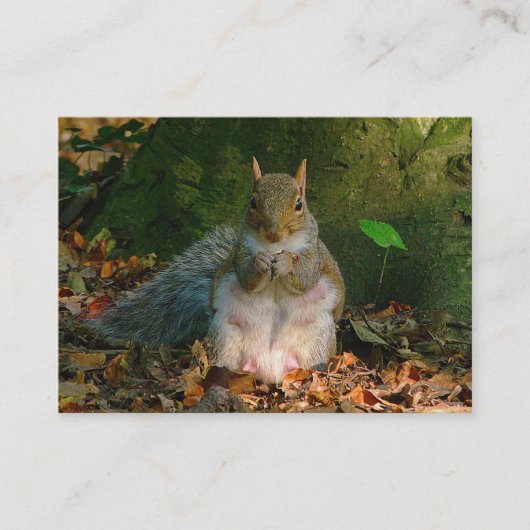 Grey Squirrel - Bute Park, Cardiff, Wales, VK Visitekaartje (Voorkant)