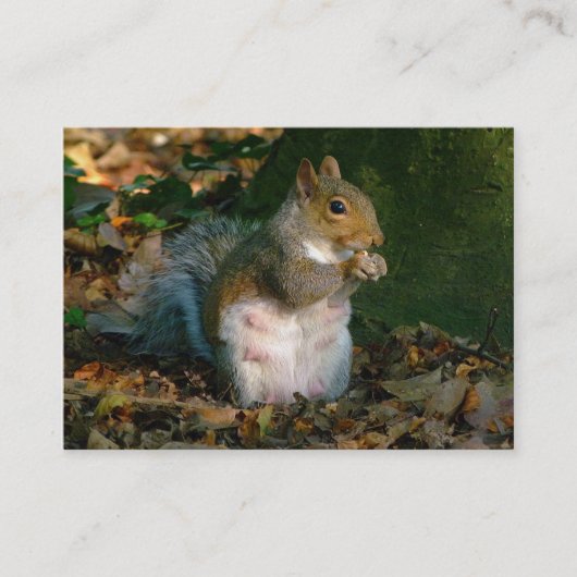 Grey Squirrel - Bute Park, Cardiff, Wales, VK Visitekaartje (Voorkant)
