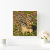 Grey Squirrel, eating, peanut, Crystal Springs Vierkante Klok (Huis)