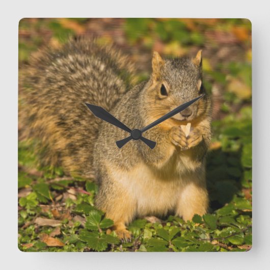 Grey Squirrel, eating, peanut, Crystal Springs Vierkante Klok (Voorkant)