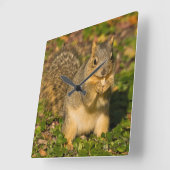 Grey Squirrel, eating, peanut, Crystal Springs Vierkante Klok (Hoek)