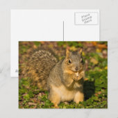 Grey Squirrel, eten, pinda, Crystal Springs Briefkaart (Voorkant / Achterkant)