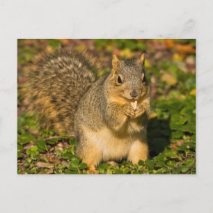 Grey Squirrel, eten, pinda, Crystal Springs Briefkaart
