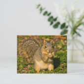 Grey Squirrel, eten, pinda, Crystal Springs Briefkaart (Staand voorkant)