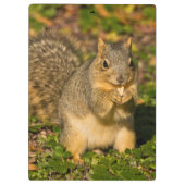 Grey Squirrel, eten, pinda, Crystal Springs Klembord (Achterkant)