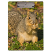 Grey Squirrel, eten, pinda, Crystal Springs Klembord (Voorkant)