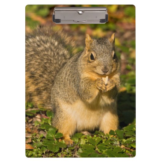 Grey Squirrel, eten, pinda, Crystal Springs Klembord (Voorkant)