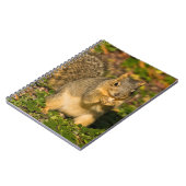 Grey Squirrel, eten, pinda, Crystal Springs Notitieboek (Linkerzijde)