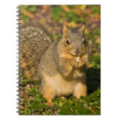 Grey Squirrel, eten, pinda, Crystal Springs Notitieboek (Voorkant)