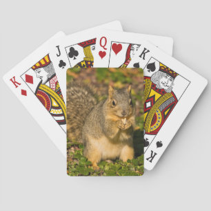 Grey Squirrel, eten, pinda, Crystal Springs Pokerkaarten