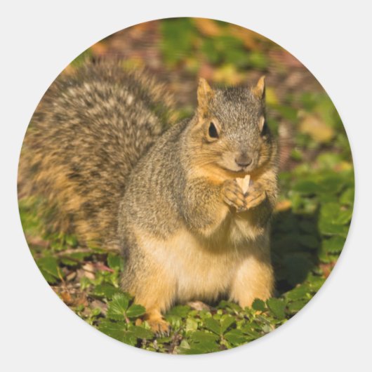 Grey Squirrel, eten, pinda, Crystal Springs Ronde Sticker (Voorkant)