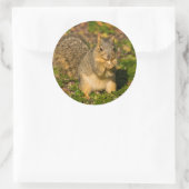 Grey Squirrel, eten, pinda, Crystal Springs Ronde Sticker (Tas)