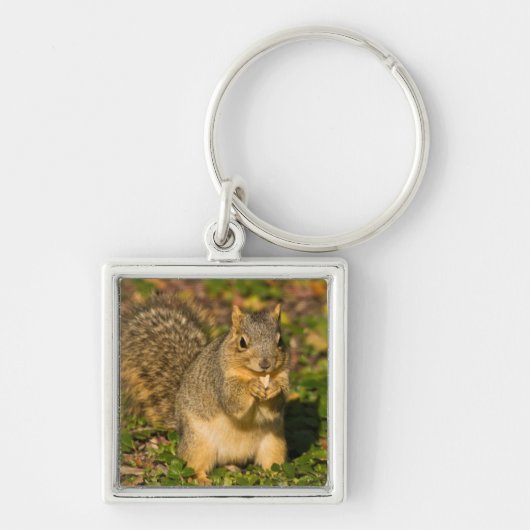 Grey Squirrel, eten, pinda, Crystal Springs Sleutelhanger (Voorkant)