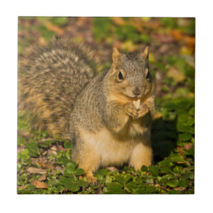 Grey Squirrel, eten, pinda, Crystal Springs Tegeltje