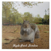 Grey Squirrel Hyde Park London. Tegeltje (Voorkant)