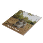 Grey Squirrel Hyde Park London. Tegeltje (Zijkant)