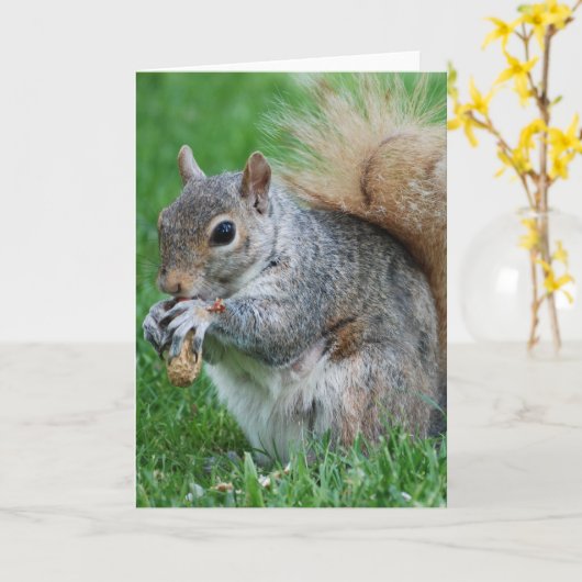 Grey Squirrel Wenskaart Kaart (Gele Bloem)