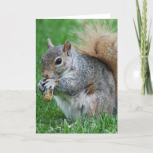 Grey Squirrel Wenskaart Kaart