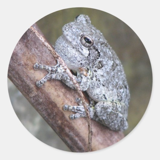 Grey Tree Frog Sticker (Voorkant)