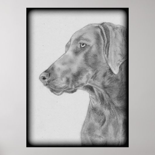 Grey Weimaraner Dog Poster (Voorkant)