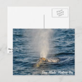 Grey Whale Post Kaart (Voorkant / Achterkant)