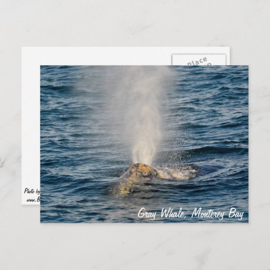 Grey Whale Post Kaart (Voorkant / Achterkant)