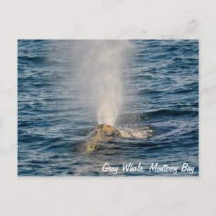 Grey Whale Post Kaart