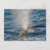 Grey Whale Post Kaart (Voorkant)
