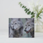 Grey wolf briefkaart (Staand voorkant)