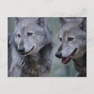 Grey wolf briefkaart