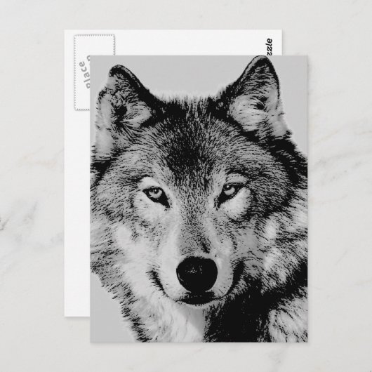 Grey Wolf Eyes Briefkaart (Voorkant / Achterkant)